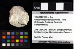 Foto (Objket + Etiketten) von Decapoda indet. 